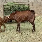 تيس فحل ثني