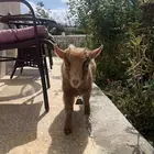 ماعز قزمي