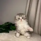 قطة سكوتش فولد تربل