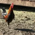 دجاج عربي قديم