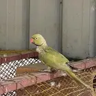 ذكر دره هولندي منتج