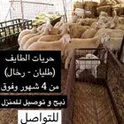 أضاحي حريات وسواكني على الشرط