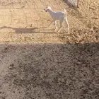 عنز خلفه. تحتها جفره