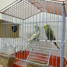 زوج طيور الحب مميز