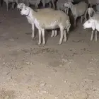 غنم مراح حريات 290