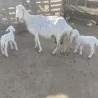 3 عروض مختلفه. طيبه