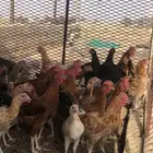 للبيع صوص دجاج
