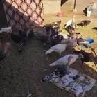 دجاج رومي