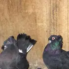 حمام كرنقو و الاسكا للبيع