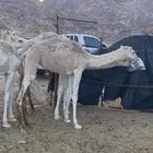 للبيع حشو العدد 6