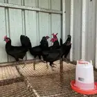 بيض دجاج مخصب عربي اسود صك ملكي