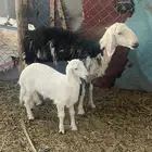 النوع   رخل حدرها طلى