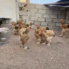 براهما فواخر الوان بوف