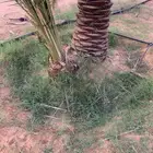 فراخة نخل فاخره