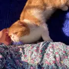 سكوتش فولد للبيع