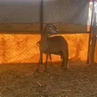 نعجتين سواكني مشروطه وحده سنها سديس او مسوي طري واوحده مسوي