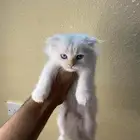 كيتن سكوتش وشيرازي وهملايا