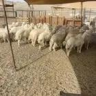 الشميسي البوابه مكه