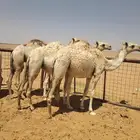 قعدان
