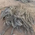 عسف