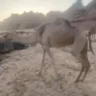 ناقة ام ثالث للبيع