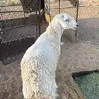 فحل حري