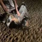 عنز والد ثنيه اول ولده