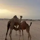 خلفه كفو مشروطه من العيوب