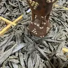 مزاد لمدة ساعه على الكلمنتان بيور