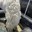 طلي فحل شرط
