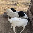 برابر مرابي 4اشهر سمان مغلق