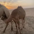 قعود