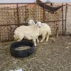 للبيع رخال طيبه العدد 2