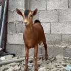 تيوس للبيع محايلية