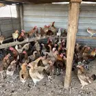 دجاج بلدي