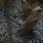 روز جوز
