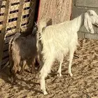 رباع عليها تيس