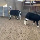 بهم خروفين ورخل