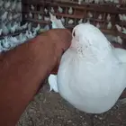 فرز حمام بسعر طيب للكميات