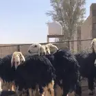 رخال نجد جذعات طيبه
