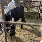 تيس وجفره لبانيه 3 اشهر على الحليب شرط