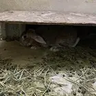 الموقع عشيرة