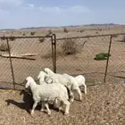 خرفان