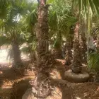 نخل واشنطن زينه للبيع