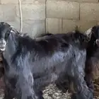 اللبيع