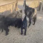 عروض مختلفه حلال طيب. معزا وفحول حريات ورخل