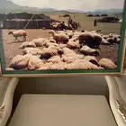 الشرقيه الخبر