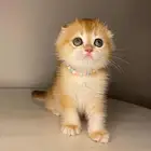 قطط كيتن للبيع