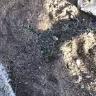شتلات شجر سمر ويوجد توصيل الي جميع المناطق