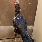 ديك سندي